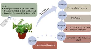 Exogenous application of hydrogen peroxide, hydrogen sulfide, and potassium phosphite enhances rosmarinic acid accumulation and modulates key biosynthetic gene expression in Melissa officinalis L