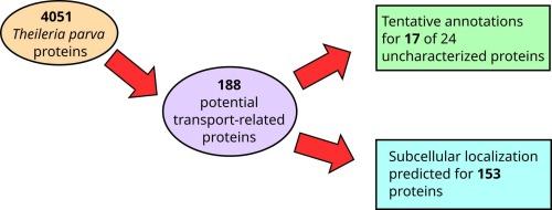Sequence- and structure-based bioinformatic screening for potential Theileria parva transport-related proteins