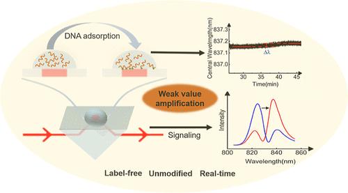 Real-Time Monitoring of DNA Adsorption on Silica Surfaces without Pretreatment Based on Quantum Weak Measurement