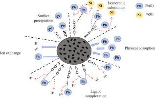 Remediation of lead-contaminated soil by Fe-Mn-Ni layered double hydroxide composite biochar
