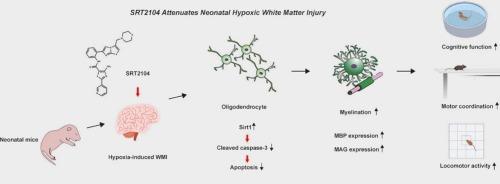 The SIRT1 activator SRT2104 mitigates hypoxia-induced white matter injury in neonatal mice