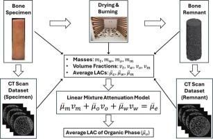 Empirical quantification of bone mineral and organic phase attenuation coefficients using CT imaging and controlled thermal processing