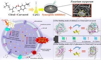 Synergistic antifungal activity and mechanism of carvacrol/citral combination against fusarium oxysporum in Dendrobium officinale