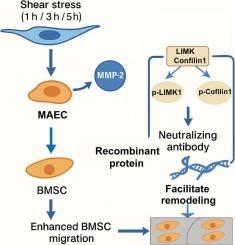 Shear stress-activated MMP-2 promotes BMSCs migration via the LIMK1/Cofilin axis during vascular remodeling