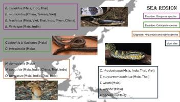 Comparative venom proteomes of Malaysian snake species from regions in Southeast Asia obtained by shotgun proteomics: A systematic review