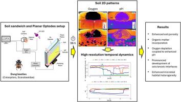 Planar optodes reveal spatiotemporal heterogeneity of oxic and pH microenvironments driven by dung beetle activity in soil