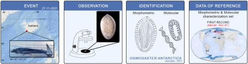 First record of Ogmogaster antarctica Johnston, 1931 (Trematoda: Notocotylidae) on the edge of the Arctic ocean