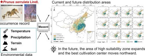 Prediction of suitable areas for Prunus serrulata Lindl. in the context of future climate change