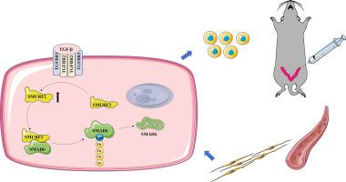 E3 ligase SMURF2 alleviated intrauterine adhesion by stabilizing SMAD6