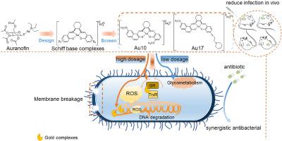 Au(III) Schiff base complexes as oxidoreductase inhibitors against carbapenem- and colistin-resistant Gram-negative bacteria via targeting redox active motifs