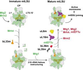 The late stages of yeast mitoribosome large subunit biogenesis