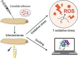 Oxidative stress and antioxidant responses in Galleria mellonella following Candida albicans infection