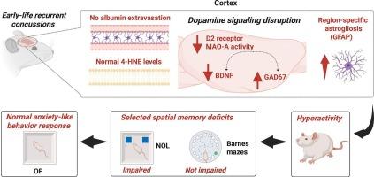 Recurrent spaced concussions in adolescent rats disrupt cortical dopaminergic markers and induce behavioral hyperactivity and impaired object location memory