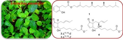 An undescribed phytyl melilotic acid ester and chromomoric acid derivatives from Artemisia anomala and their cytotoxic and anti-inflammatory activities