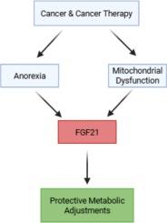 The role of FGF21 in the metabolic adjustments required for exercise capacity