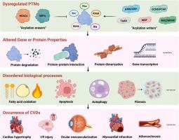 New role of obscure acylation modifications in cardiovascular diseases: what's beyond?