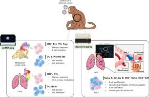 Structural and functional characteristics of local immune memory formation in SARS-CoV-2-infected cynomolgus macaques