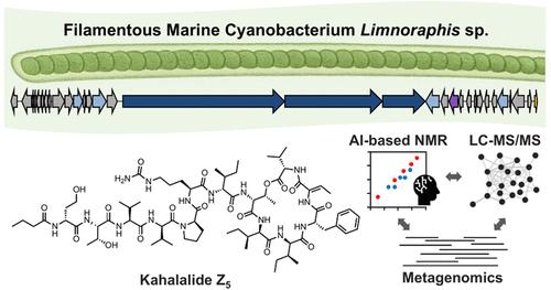 Cyanobacteria Join the Kahalalide Conversation: Genome and Metabolite Evidence for Structurally Related Peptides