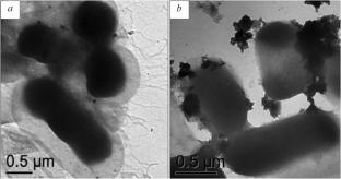 Advanced Approaches For Producing Nanocrystalline and Fine-Grained ZrO2-Based Powders (Review) IV. Biological Methods (Green Synthesis)