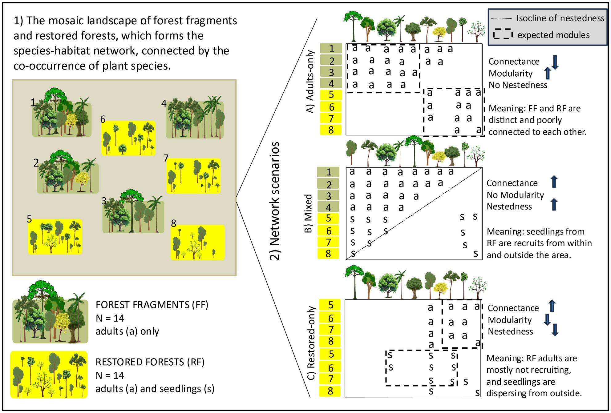 Plant species–habitat networks in a mosaic landscape of restored and fragmented tropical forests