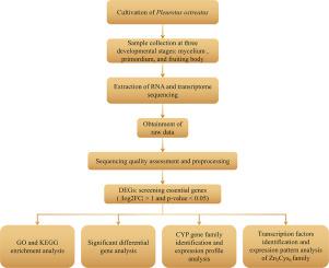 Transcriptomic analysis of Pleurotus ostreatus during its fruiting body development