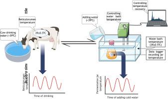 In vitro simulation of drinking events in cattle