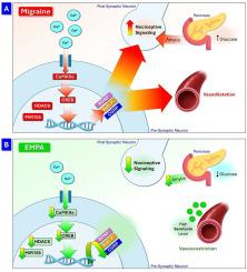 Intranasal empagliflozin modulates synaptic plasticity in migraine: Insights into calcium signaling and epigenetic regulation