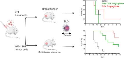 TLD: An optimized liposomal doxorubicin formulation with small vesicle size for improved anti-tumor efficacy