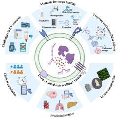 Exogenous cargo-loaded extracellular vesicles as therapeutics: A review of pre-clinical studies