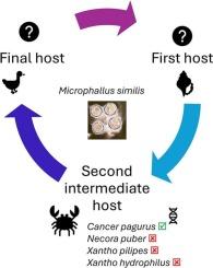 Are all brachyuran crabs found in the intertidal zone intermediate hosts for digenean parasites?