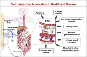 Neurogastroenterology: Current insights into gastrointestinal innervation in health and disease