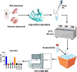 Impact of mycotoxins on placental function: Focus on cyclopiazonic acid, deoxynivalenol, patulin, and zearalenone's metabolites