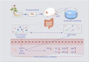 Therapeutic effects of Panax ginseng polysaccharides on qi deficiency diabetes: Insights from microbiomics and metabolomics