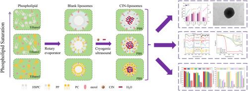 Effects of phospholipid saturation on cinnamaldehyde liposomes: Structural insights, storage stability, and antioxidant properties