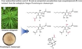 Four ambuic acid derivatives and one caryophyllene-type sesquiterpenoid from Pestalotiopsis chamaeropis