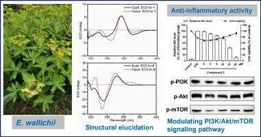 Anti-inflammatory lathyrane diterpenoids from the aerial parts of Euphorbia wallichii