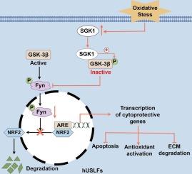 SGK1 inhibits oxidative injury and extracellular matrix degradation by activating the GSK-3β (Ser9)/Fyn/NRF2 pathway in pelvic organ prolapse