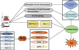 The role of ferroptosis in doxorubicin-induced cardiotoxicity – An update