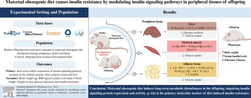 Maternal obesogenic diet causes insulin resistance by modulating insulin signaling pathways in peripheral tissues of offspring: a systematic review