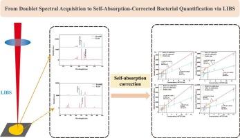 Doublet line ratio-based self-absorption correction in LIBS applied to bacterial concentration quantification