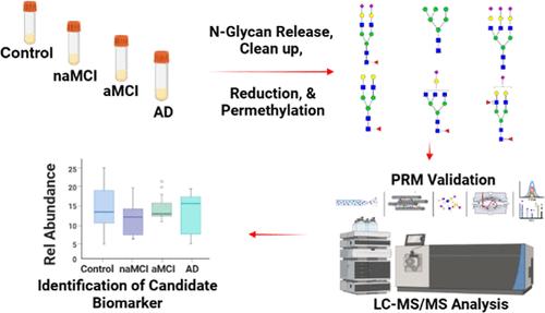 Serum N-Glycan Profiling Identifies Candidate Glycan Biomarkers for Early Detection and Prediction of Alzheimer’s Disease