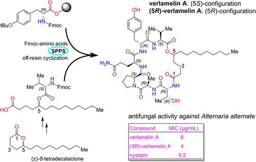 Total Synthesis of Verlamelin A and (5R)-Verlamelin A with Antifungal Activity
