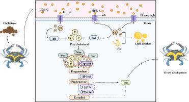 Transport of cholesterol to ovary via the Srb selective uptake pathway supports Star-mediated steroidogenesis in swimming crab (Portunus trituberculatus)