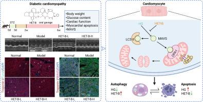 Heterophyllin B alleviates diabetes-induced myocardial injury by regulating MAVS-mediated mitochondrial homeostasis