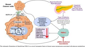 Unexplored gene PHKA1 interplays between glucose metabolism and breast cancer