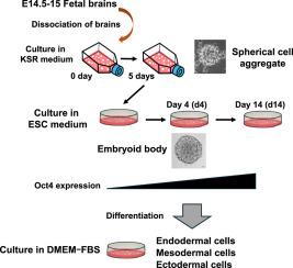 Multilineage potential induced by reconstruction of three-dimensional structures in mouse fetal brain cells