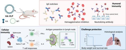 H5N1 influenza virus-like particles based on BEVS induce robust functional antibodies and immune responses