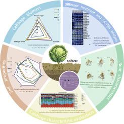 Effects of organic and bacterial fertilizer application on cabbage characteristic and rhizosphere soil microorganisms