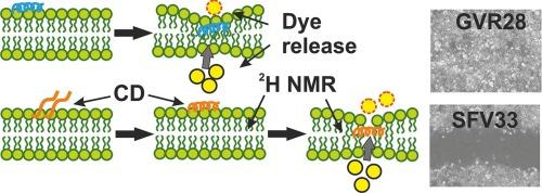 Biophysical investigations of the membrane interactions of collagen VI-derived host defense peptides