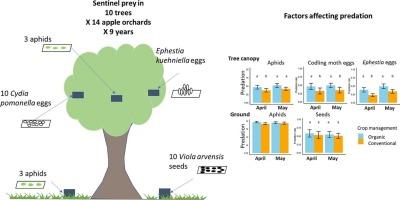 Sentinel prey settings differ in their ability to distinguish organic from conventional apple orchards and in their sensitivity to weather conditions during field exposure
